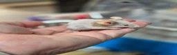 Mouse rodents for sale: Fancey Male and female mice - Advert 31