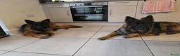 German Shepherd dogs for sale: SABLE LONG COAT GSD 10 MONTHS OLD  - Advert 4