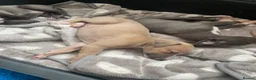 Whippet dogs for sale: KC Reg Whippet  - Advert 7