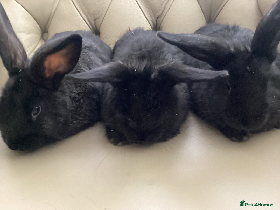 Flemish rabbits for sale: FLEMISH GIANT,CROSS - Advert 4
