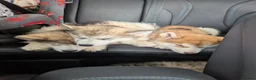 Alaskan Malamute dogs for sale: KC Registered Alaskan Malamute pups - Advert 7