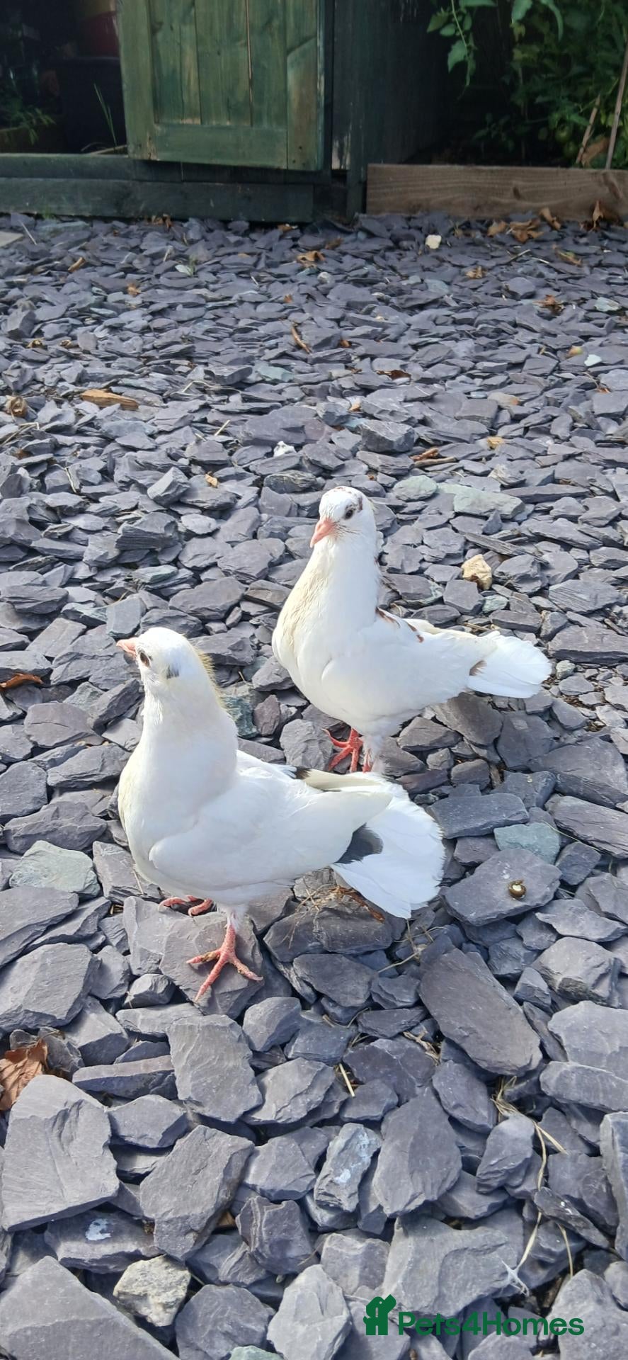 Doves birds Doves for sale - Advert 2
