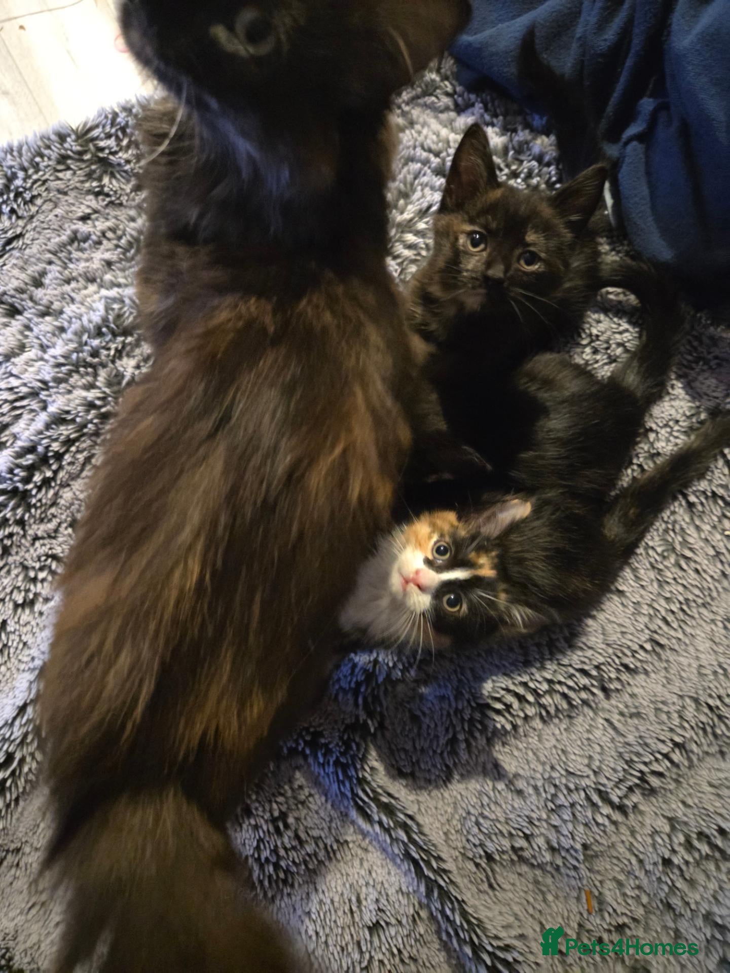 Mixed Breed cats 3 Fluffy Female Kittens For Sale - Advert 2