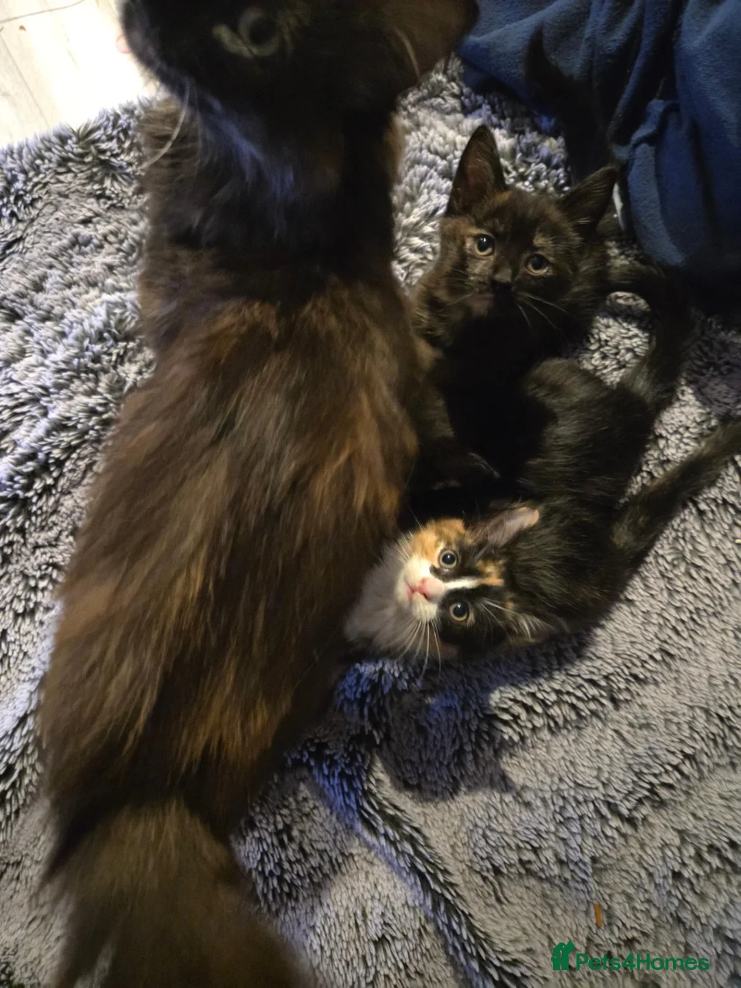 Mixed Breed cats for sale: 3 Fluffy Female Kittens For Sale - Advert 2