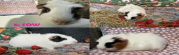 Guinea Pig rodents for sale: Various Guinea Pigs - Ready Now - Advert 10