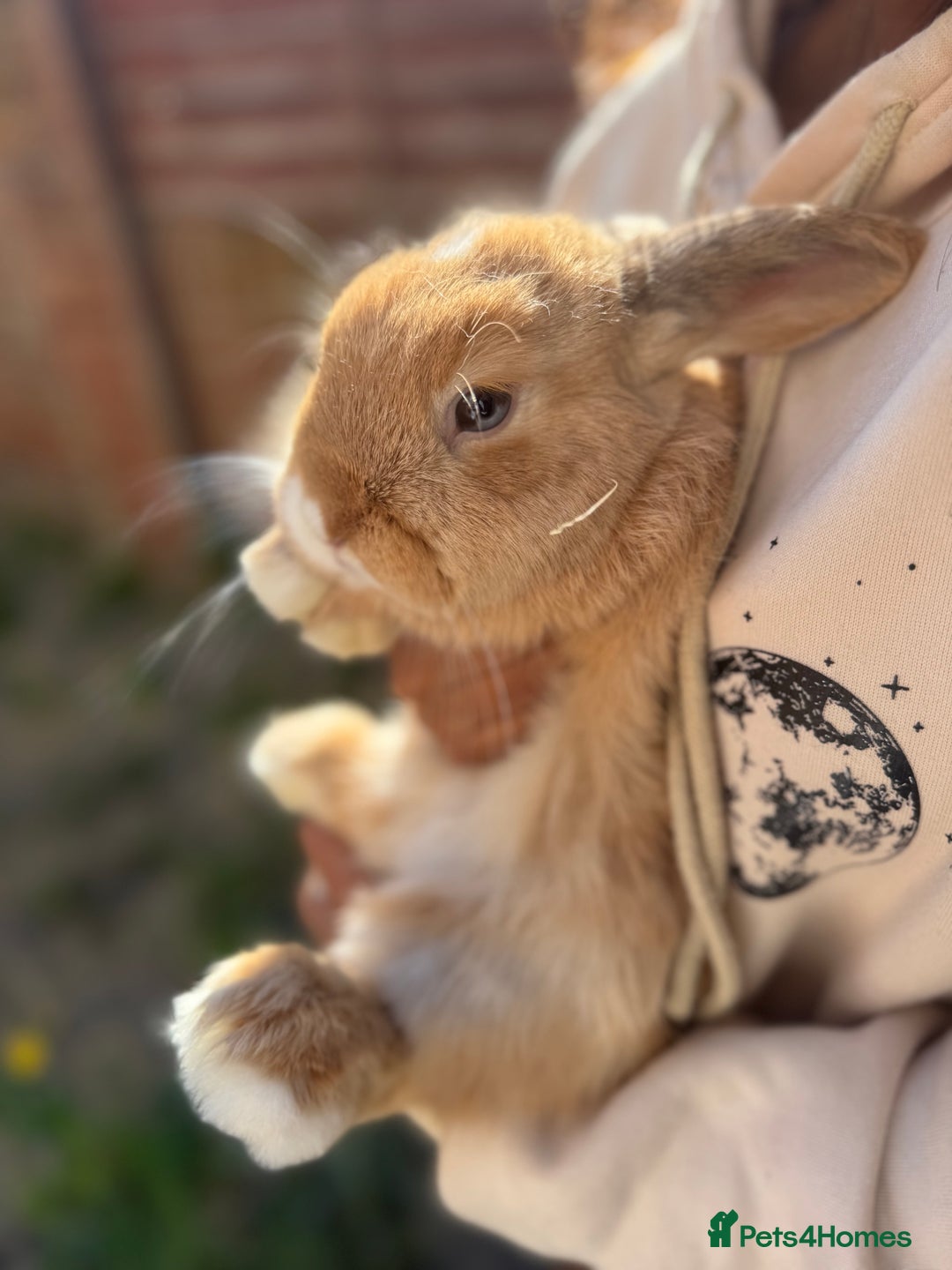 Mini Lop rabbits for sale: Beautiful litter trained mini lops for sale  - Image 6