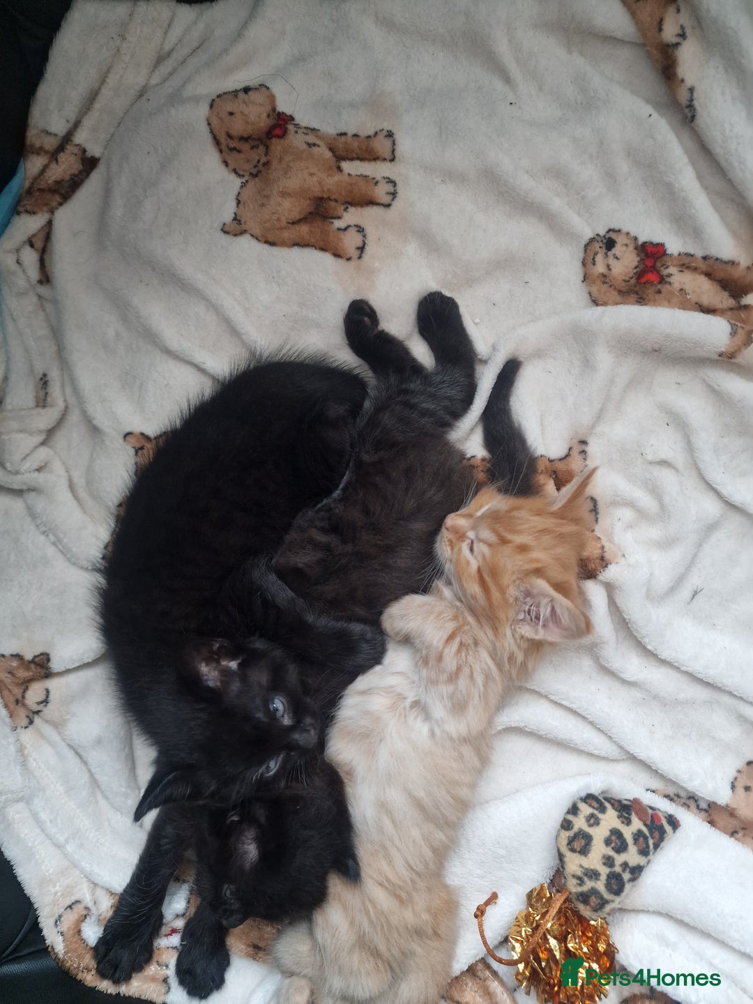 Mixed Breed cats for sale: 1 beautiful male kitten last of the litter  - Image 10