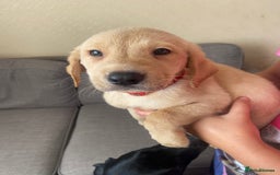 Labrador Retriever dogs for sale: Lovely Labrador puppies  - Image 8