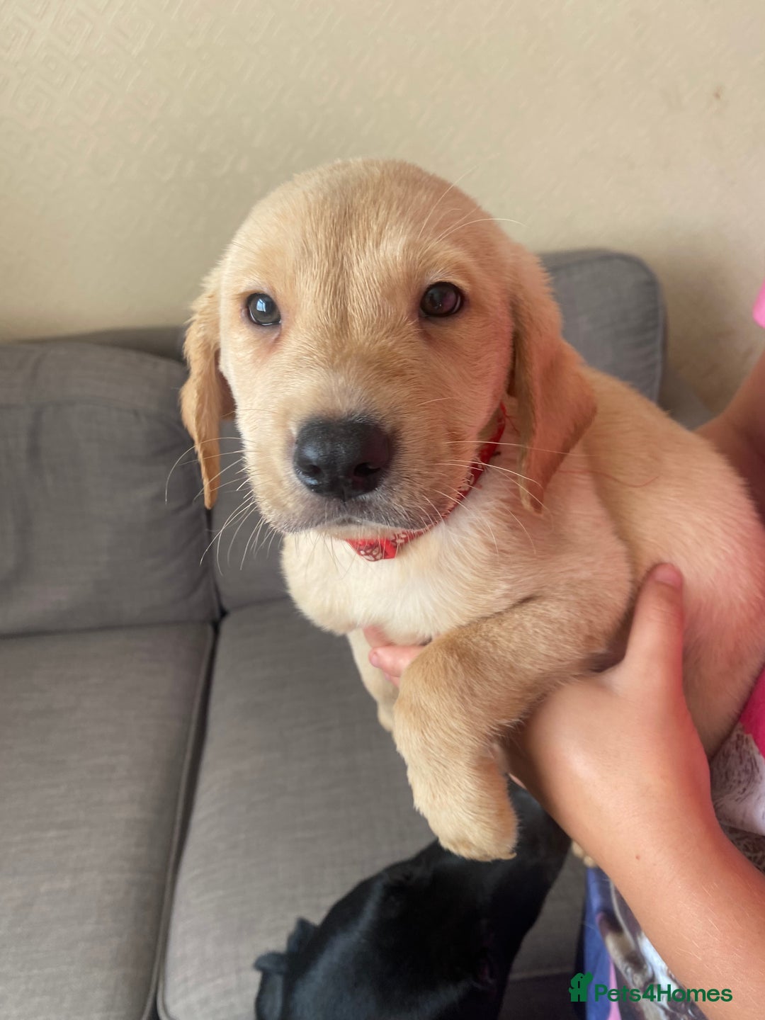 Labrador Retriever dogs for sale: Lovely Labrador puppies  - Image 8