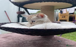 Bengal cats for sale: 3 Pure Bengals left  - Image 23