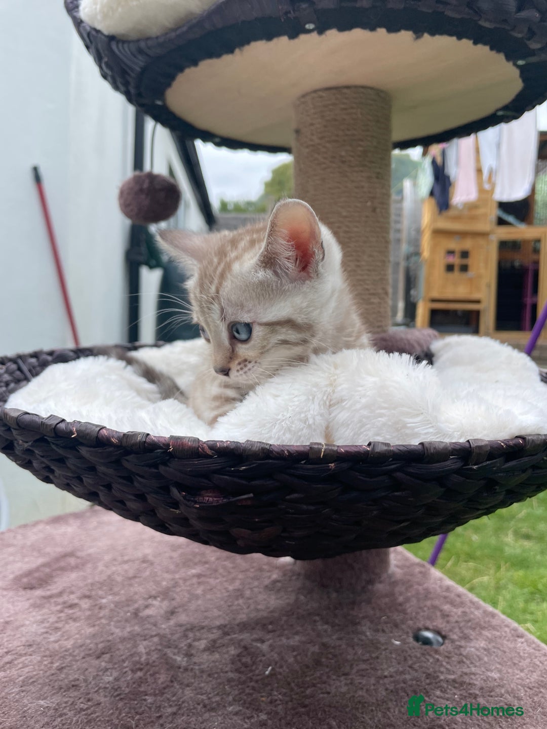 Bengal cats for sale: 3 Pure Bengals left  - Image 23