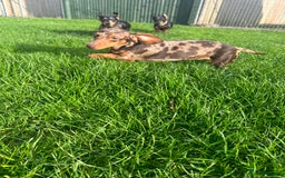 Miniature Dachshund dogs for sale: Beautiful Dachshund  - Image 3