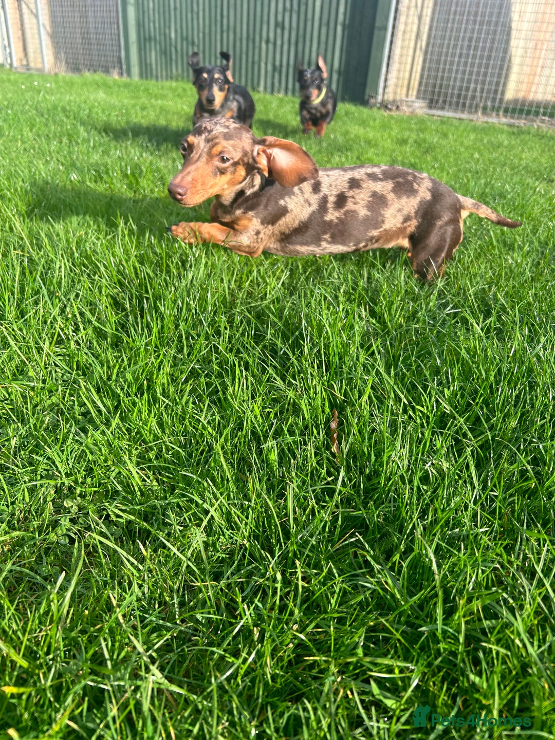 Miniature Dachshund dogs for sale: Beautiful Dachshund  - Image 3