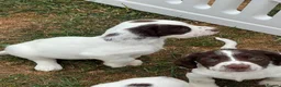 English Springer Spaniel dogs for sale: HEALTH TESTED QUALITY ENGLISH SPRINGER SPANIELS  - Advert 27