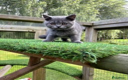 British Shorthair cats for sale: British Shorthair  - Image 8
