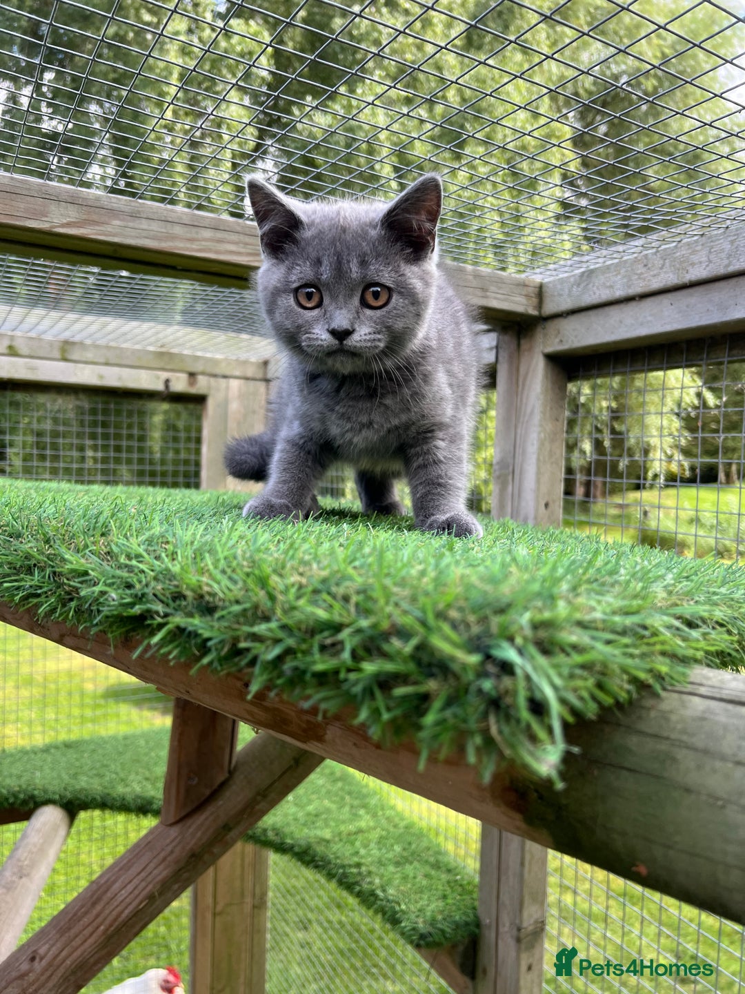 British Shorthair cats for sale: British Shorthair  - Image 8