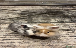 Dwarf Lop rabbits for sale: Mini lop and lion head  - Image 5