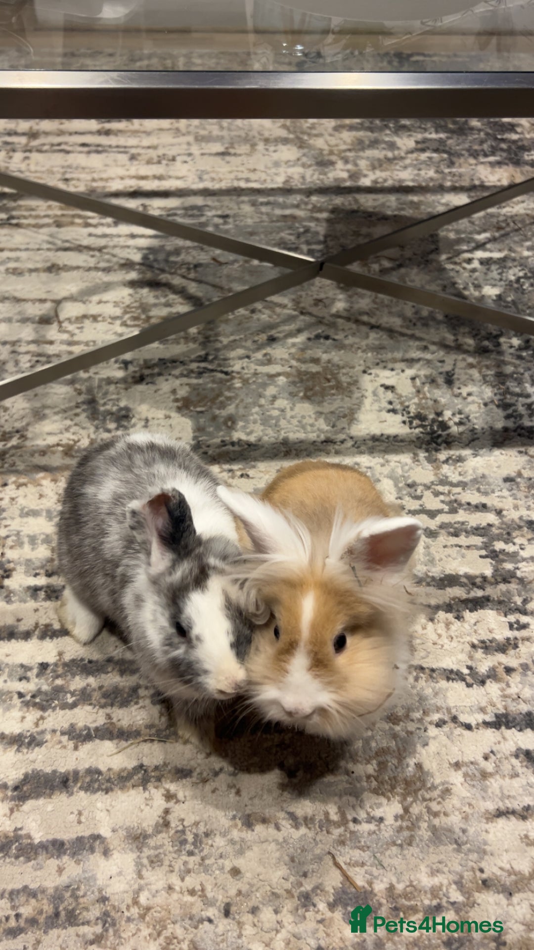 Dwarf Lop rabbits for sale: Mini lop and lion head  - Image 5