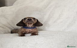 Dachshund dogs for sale: mini dachshund  - Image 6