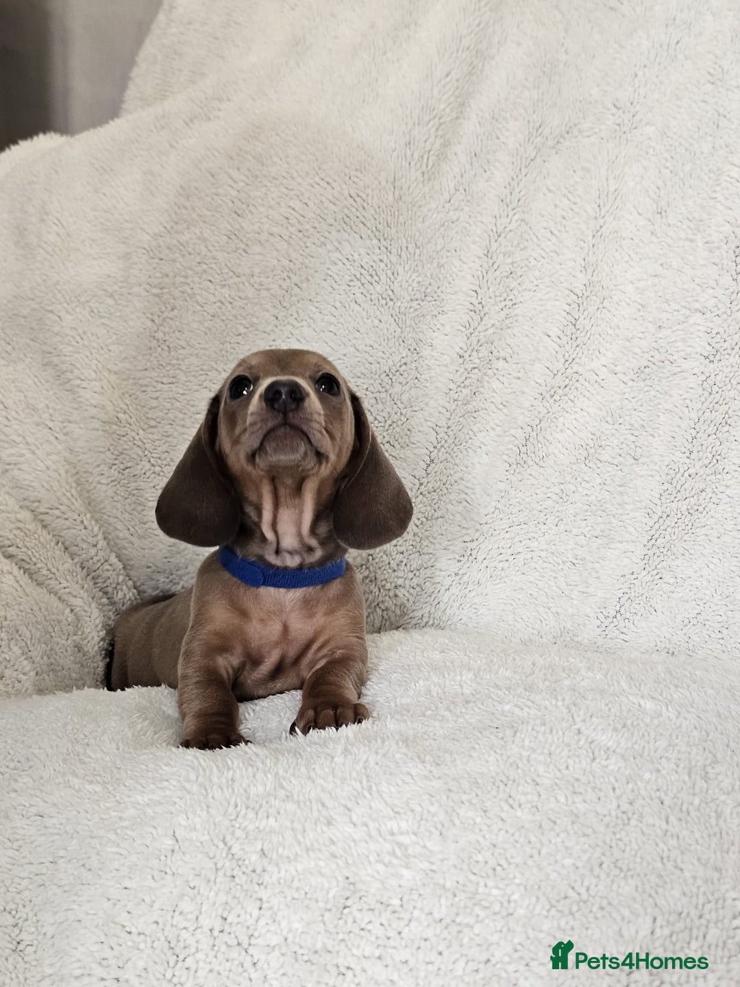 Dachshund dogs for sale: mini dachshund  - Image 6