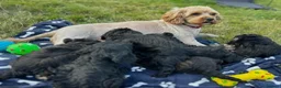 Cavapoo dogs for sale: Fully health checked cavapoo puppies - Advert 4