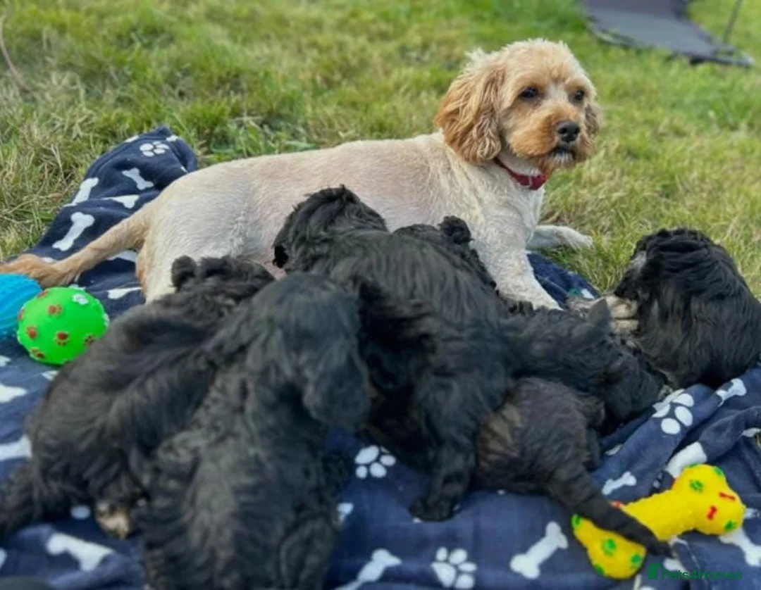 Cavapoo dogs for sale: Fully health checked cavapoo puppies - Advert 4