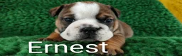 English Bulldog dogs for sale: KC Reg.English Bulldog puppies - Advert 11