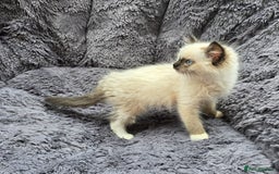 Ragdoll cats for sale: GCCF registered Ragdoll kittens  - Image 13
