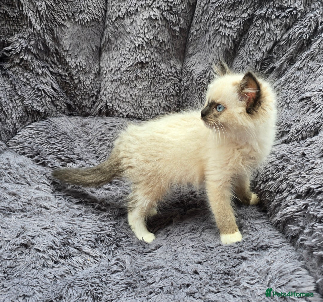 Ragdoll cats for sale: GCCF registered Ragdoll kittens  - Image 13