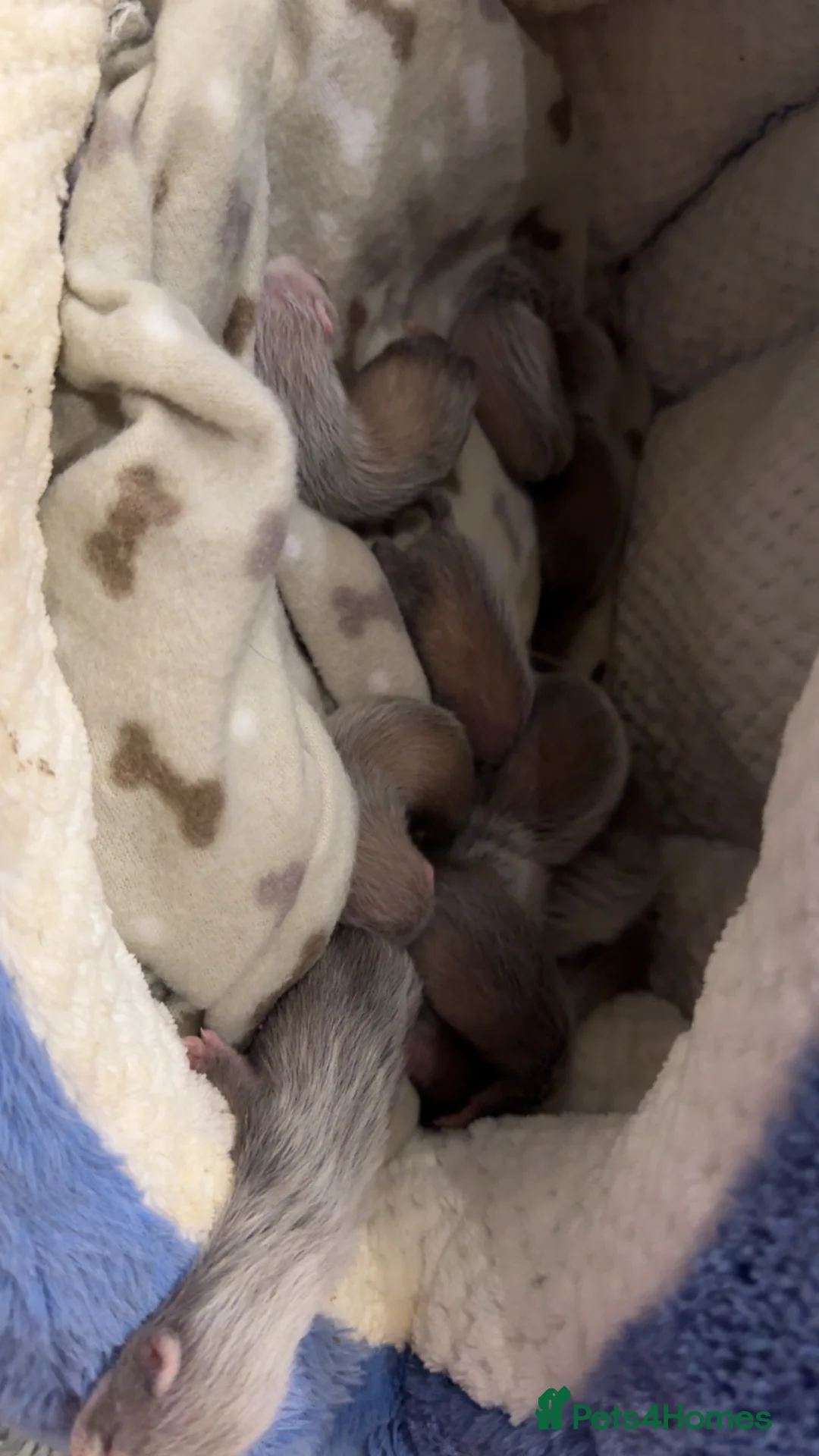 Ferret rodents for sale: ferret kits  - Advert 2