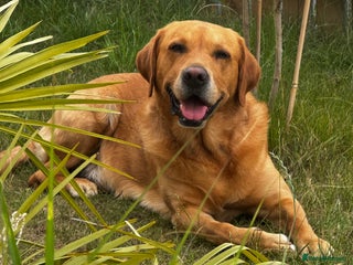 Labrador Retriever dogs - Advert 7