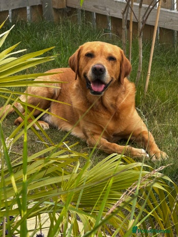 Labrador Retriever dogs - Advert 1