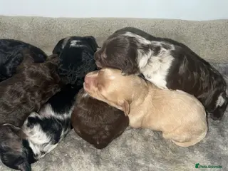 Cavapoo dogs Toy Cavapoo f1b puppies - Advert 8