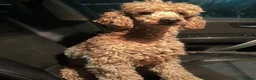 Cockapoo dogs for sale: ADORABLE COCKAPOOS  - Advert 25