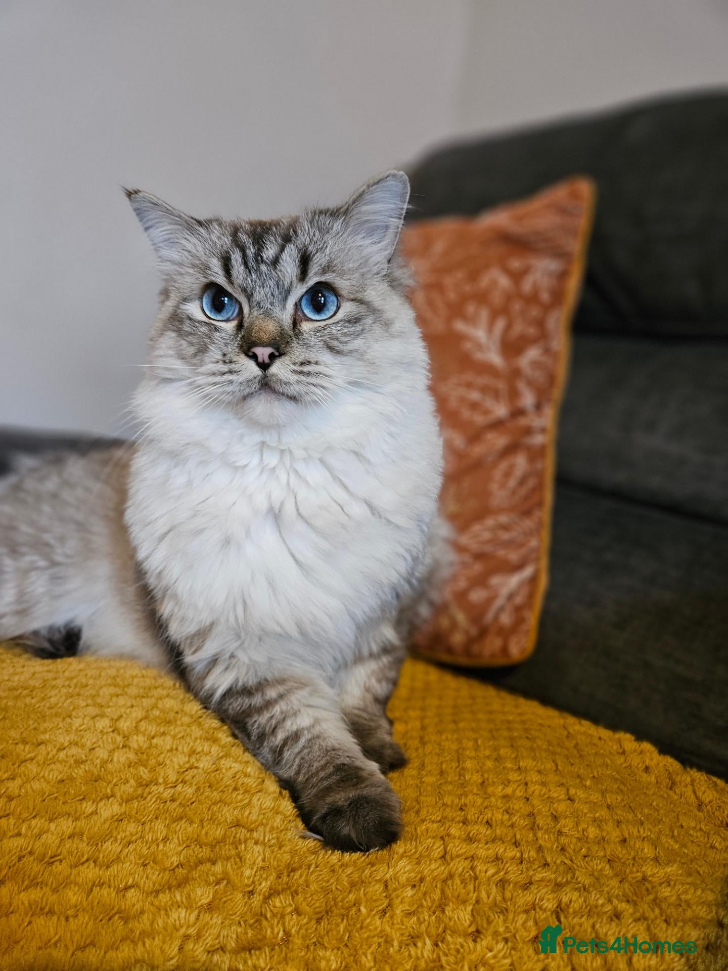 Ragdoll cats for stud: Maximus | Handsome Lynx Point Ragdoll Stud - Advert 1