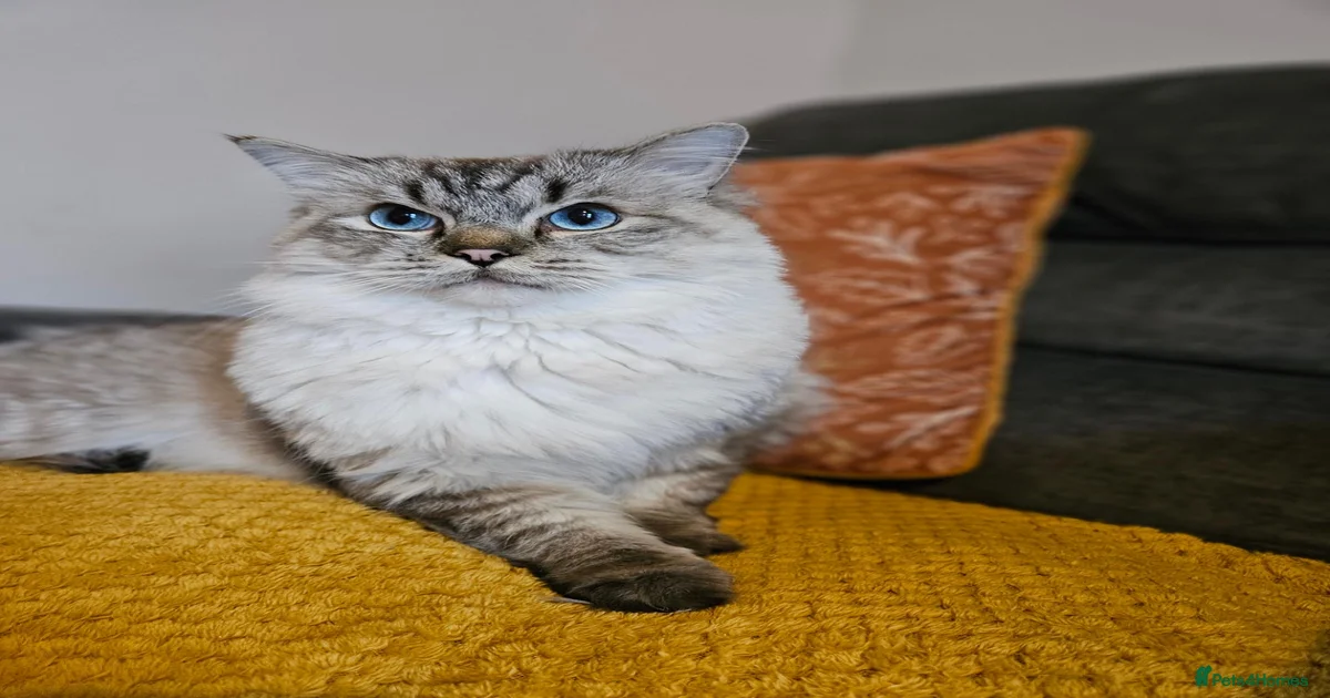 Maximus | Handsome Lynx Point Ragdoll Stud for stud in Leicester ...