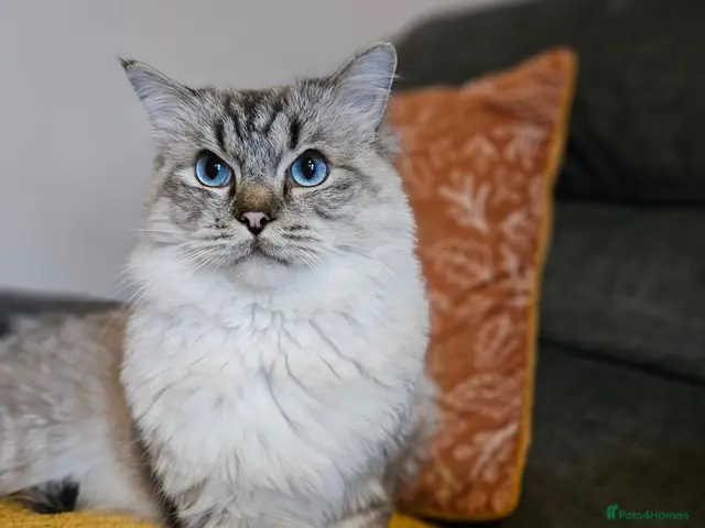 Ragdoll cats for stud: Maximus | Handsome Lynx Point Ragdoll Stud - Advert 1