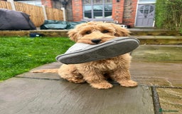 Labradoodle dogs for sale: Multigenerational Miniature Labradoodles - Image 20