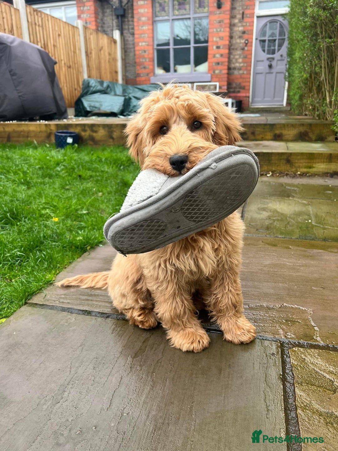 Labradoodle dogs for sale: Multigenerational Miniature Labradoodles - Image 20