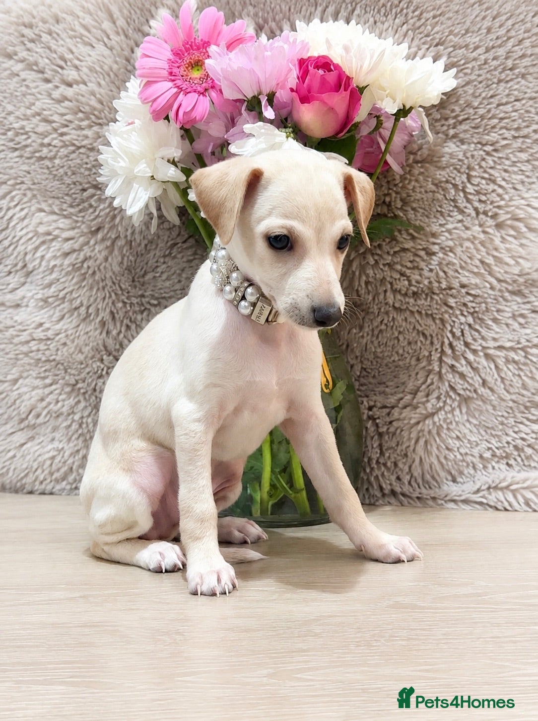Italian Greyhound dogs Beautiful KC Reg Cream Boy - Advert 17