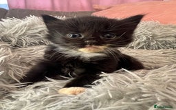 Mixed Breed cats for sale: Fluffy kittens - Image 3