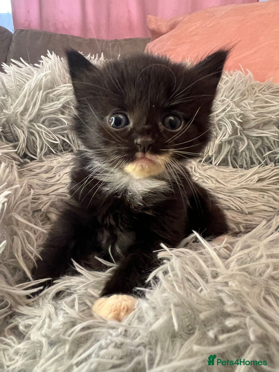 Mixed Breed cats for sale: Fluffy kittens - Image 3