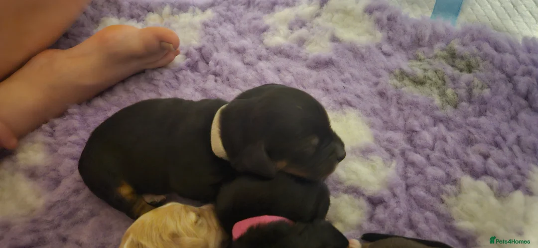 Mixed Breed dogs for sale: Daschund x Cocker Spaniel x Beagle - Advert 11