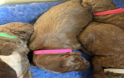 Cockapoo dogs for sale: Gorgeous F1b fox red cockapoo puppies  - Image 26