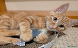 Mixed Breed cats for sale: Ginger kitten - Image 2