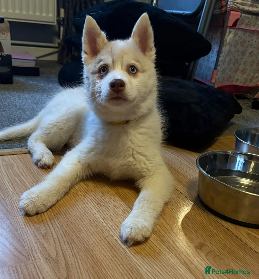 Siberian Husky dogs for sale: Siberian husky  - Advert 1