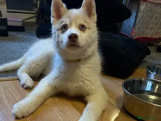 Siberian Husky dogs Siberian husky - Advert 12