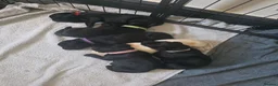 Labrador Retriever dogs for sale: Labrador puppies looking for their forever home in Spalding - Advert 3