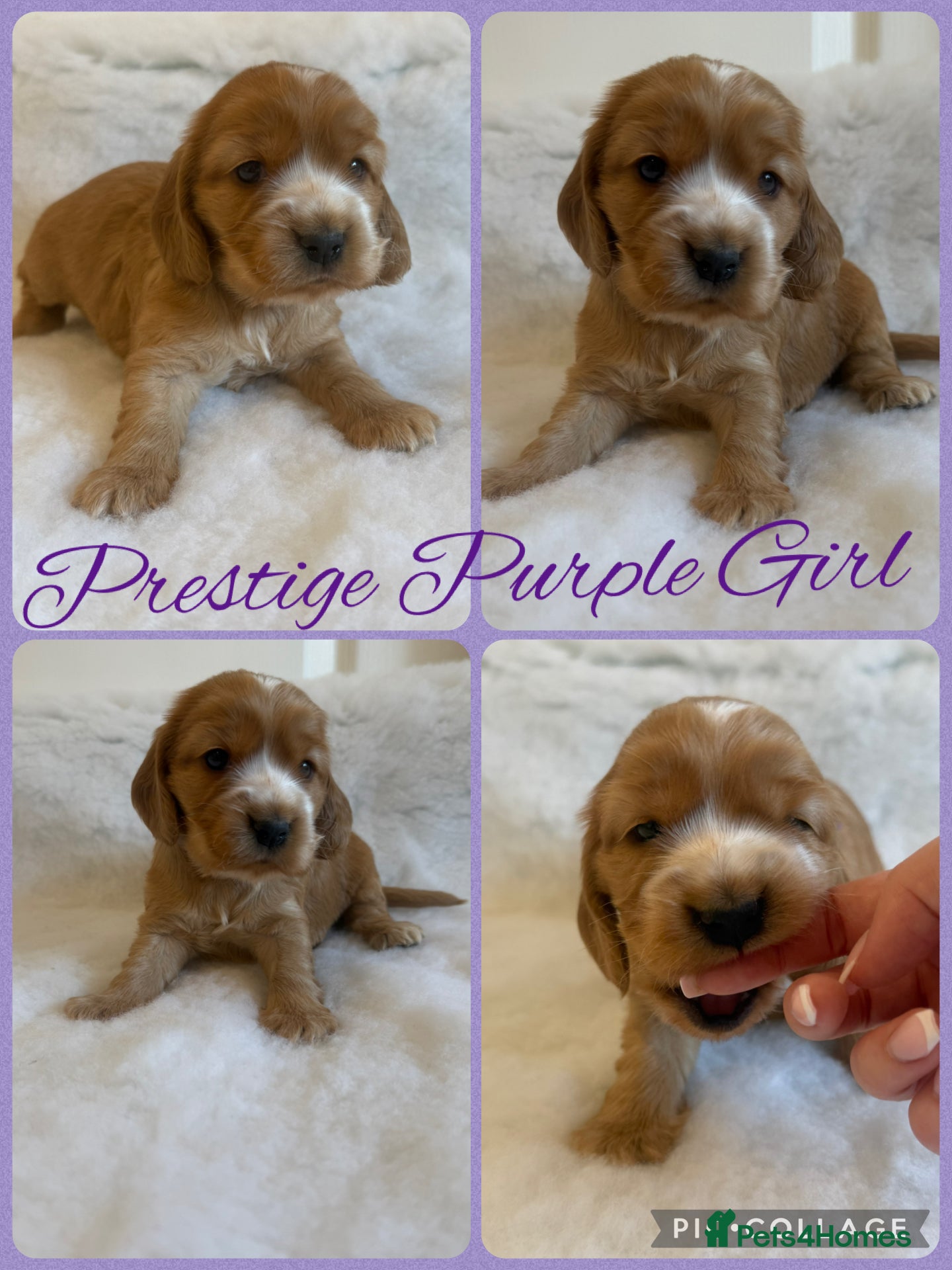 Cocker Spaniel dogs KC CHAMPION GOLD SHOW SPANIEL  - Advert 2