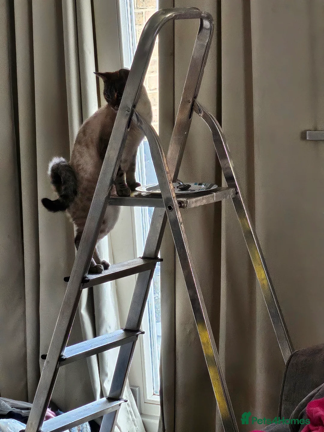 Bengal cats for sale: 2 Bengal Boys - Advert 7